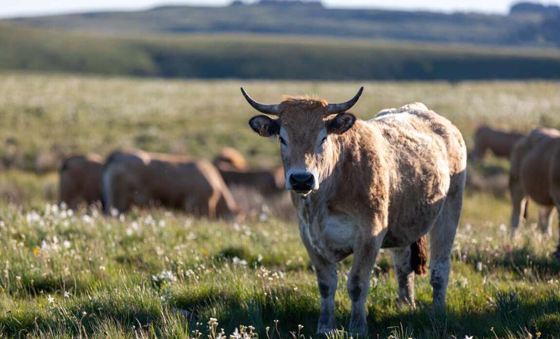 voyage photo aubrac
