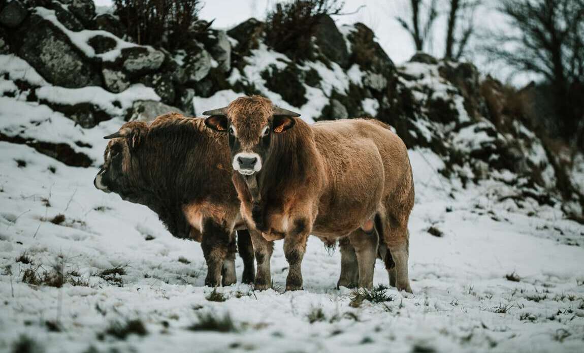 voyage photo aubrac