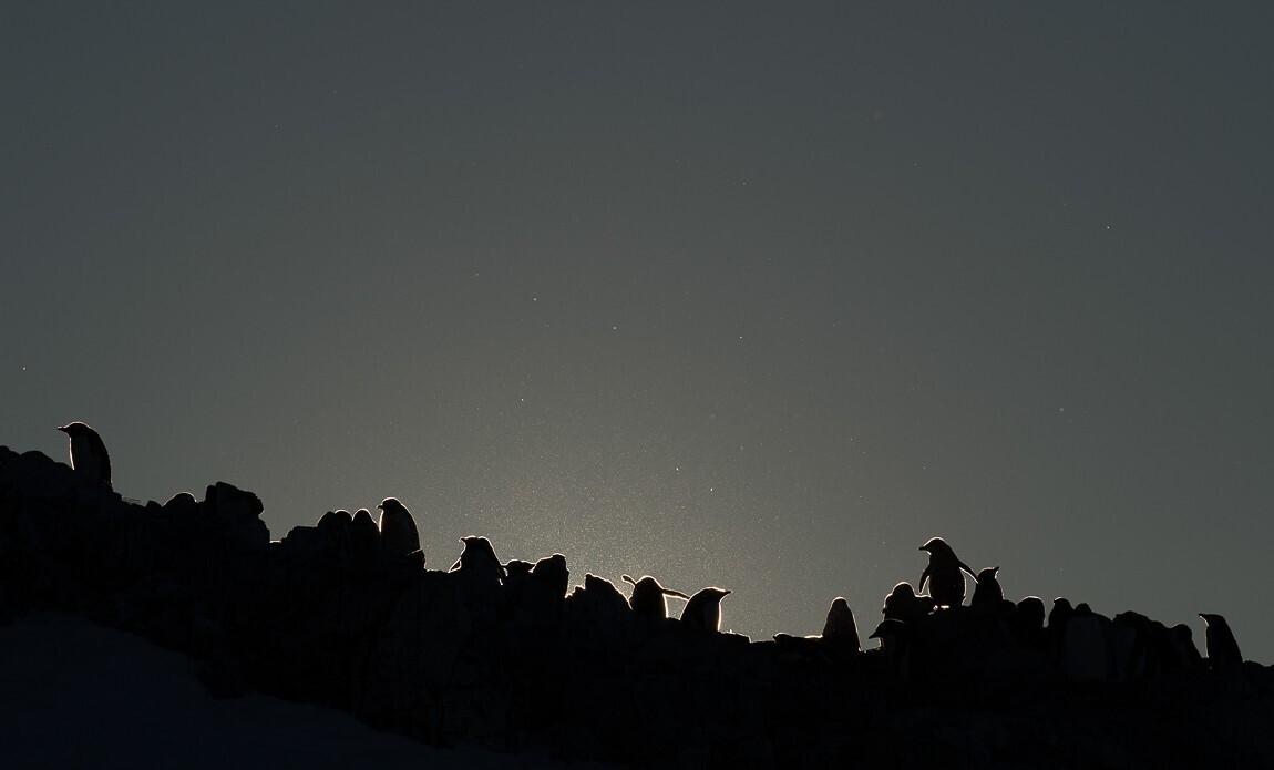 expedition photo antarctique benoist clouet galerie 8