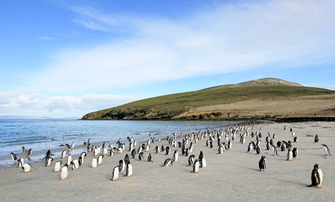 expedition photo falklands galerie 2