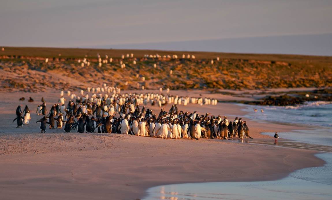 expedition photo falklands galerie 8