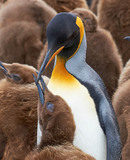 expedition photo falklands promo