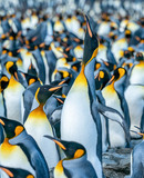 expedition photo falklands promo