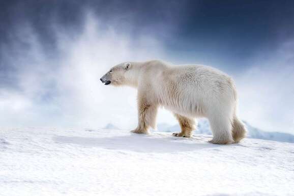 expedition photo spitzberg hiver