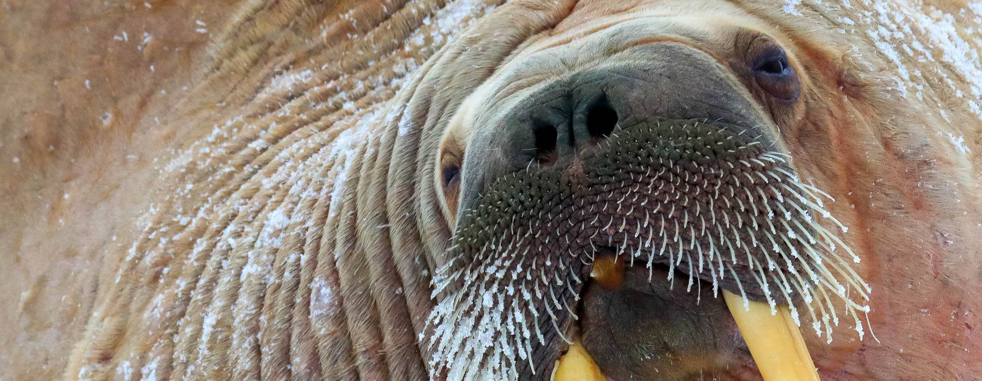 expedition photo Spitzberg