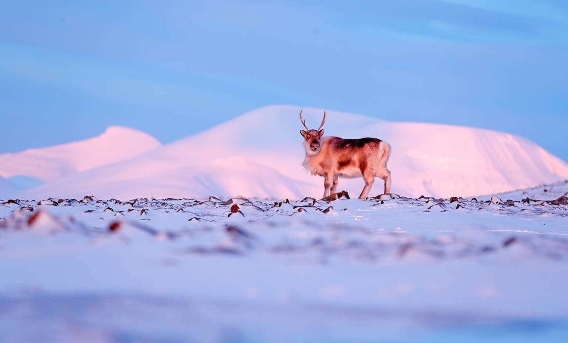 expedition photo spitzberg hiver galerie 8
