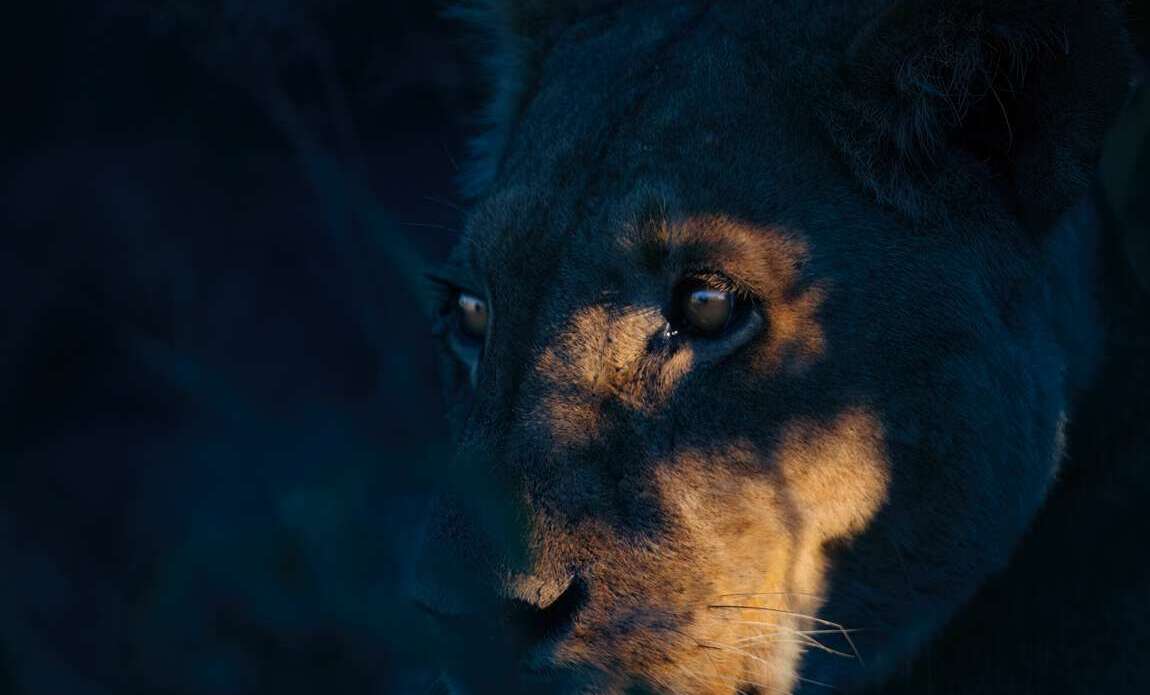 Botswana avec Valentin Pacaut