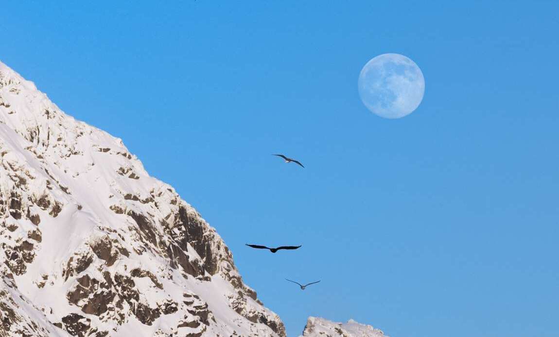 lofoten nohcab 21