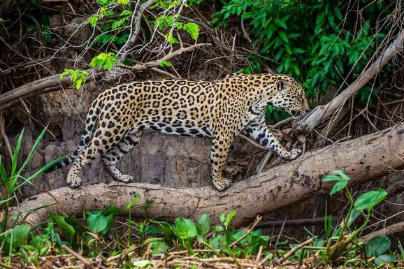 pantanal 1 1150x745