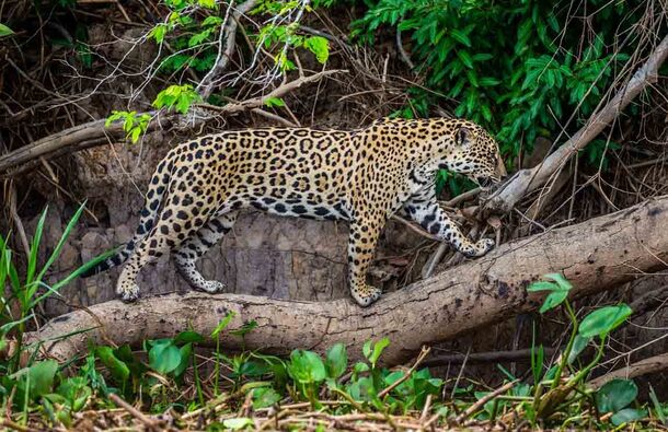 pantanal 1 1150x745