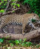 pantanal 1