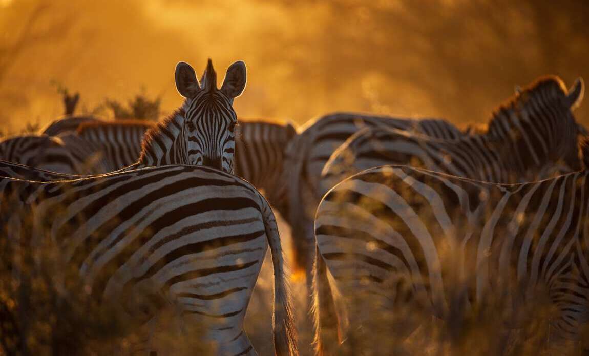 Botswana avec Valentin Pacaut