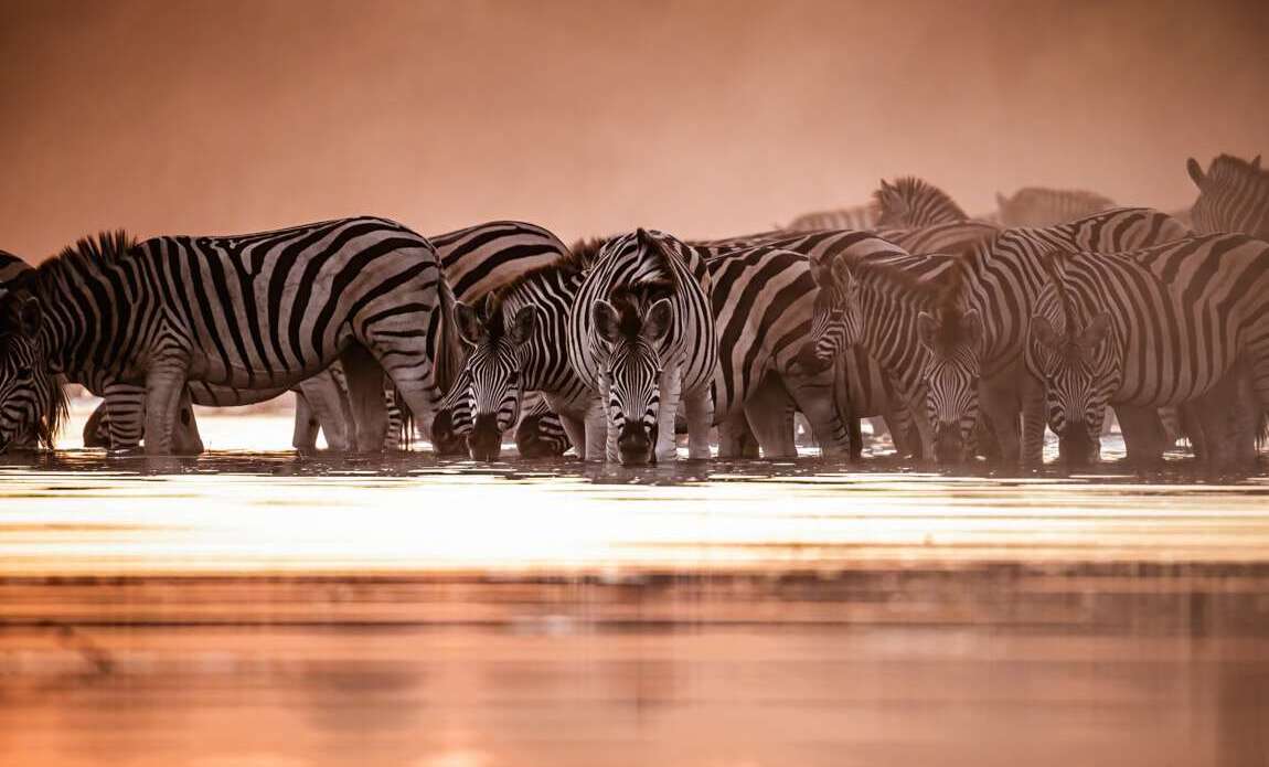 Botswana avec Valentin Pacaut
