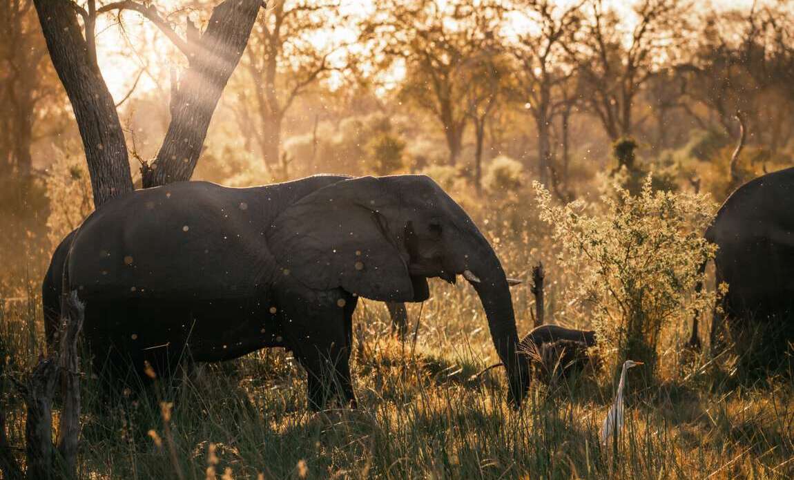 Botswana avec Valentin Pacaut