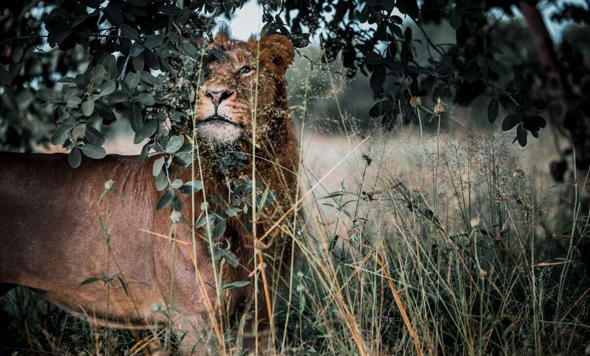 Botswana avec Valentin Pacaut