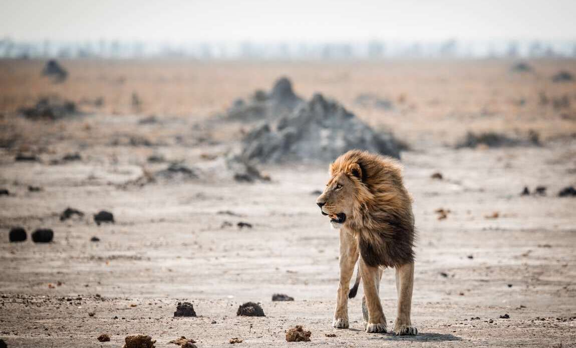 Botswana avec Valentin Pacaut