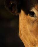 voyage photo aubrac david henrot