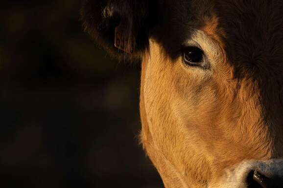 voyage photo aubrac david henrot