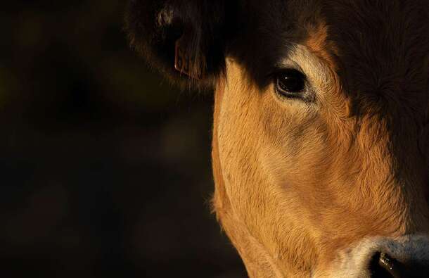 voyage photo aubrac david henrot