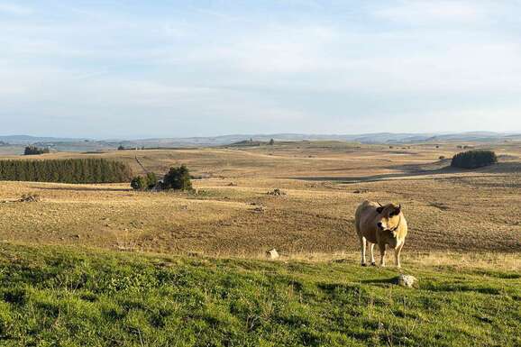 voyage photo aubrac david henrot