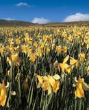 voyage photo aubrac printemps jean luc girod promo 4