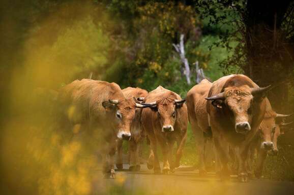 voyage photo aubrac transhumance