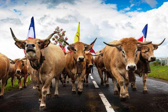voyage photo aubrac transhumance