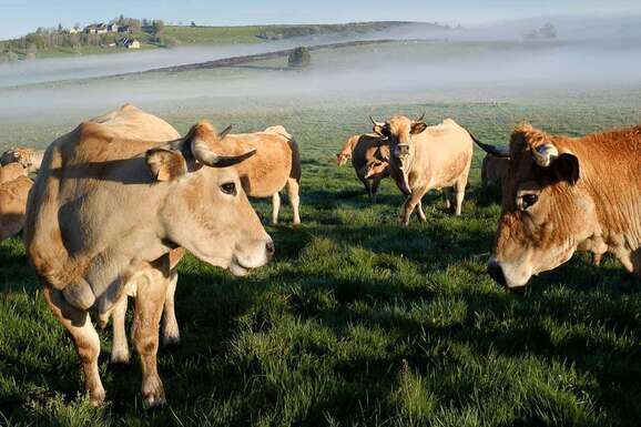 voyage photo aubrac transhumance