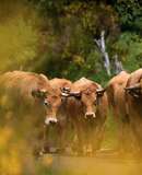 voyage photo aubrac transhumance jean