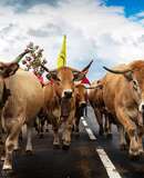 voyage photo aubrac transhumance jean
