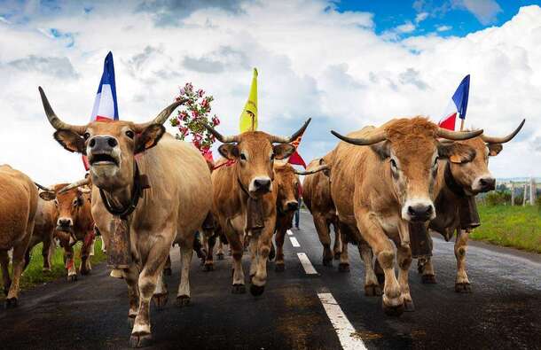 voyage photo aubrac transhumance jean