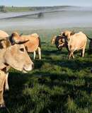 voyage photo aubrac transhumance jean