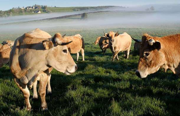 voyage photo aubrac transhumance jean