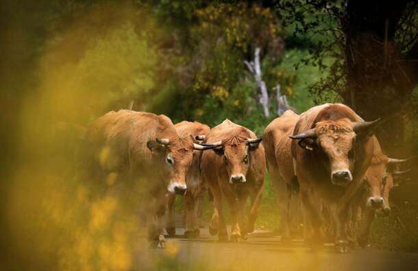 voyage photo aubrac transhumance jean luc