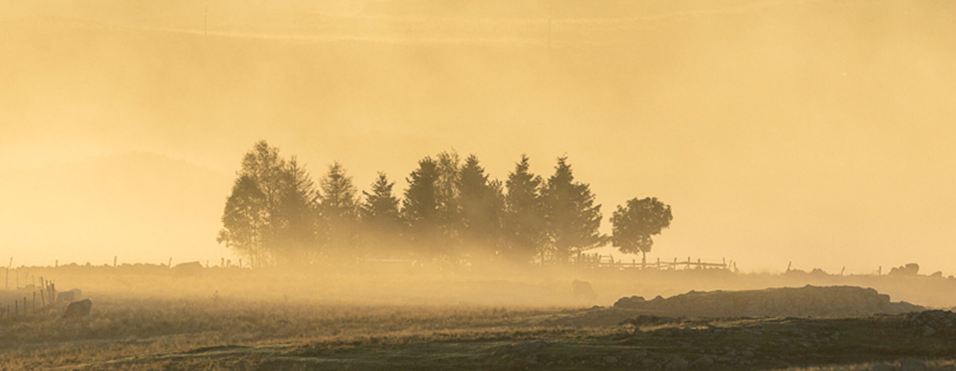 Aubrac