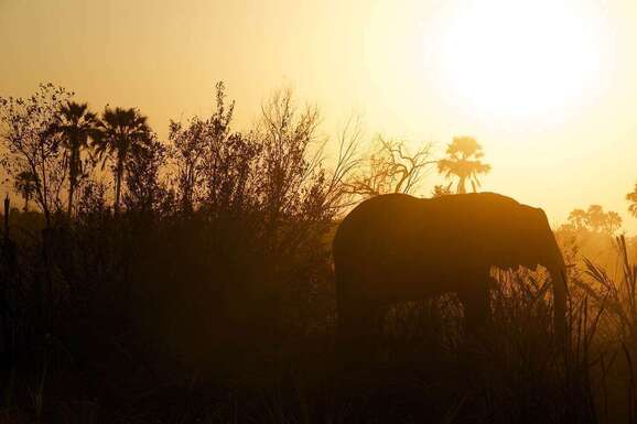 voyage photo botswana david