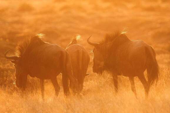 voyage photo botswana david