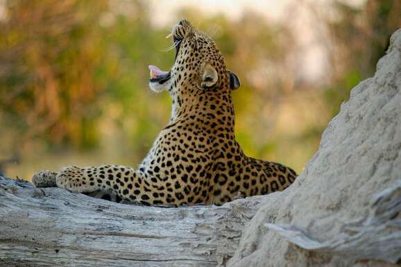 voyage photo botswana david