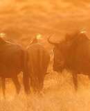 voyage photo botswana david