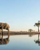 voyage photo botswana david henrot