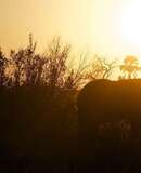 voyage photo botswana david henrot