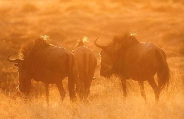 voyage photo botswana david henrot