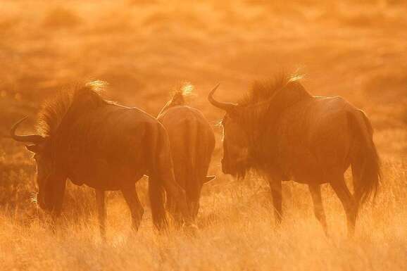 voyage photo botswana david henrot
