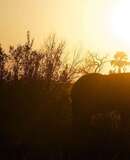 voyage photo botswana david henrot promo