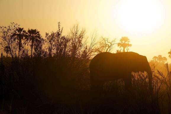 voyage photo botswana david henrot promo