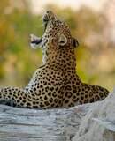 voyage photo botswana david henrot promo