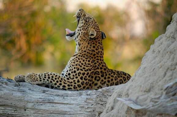 voyage photo botswana david henrot promo