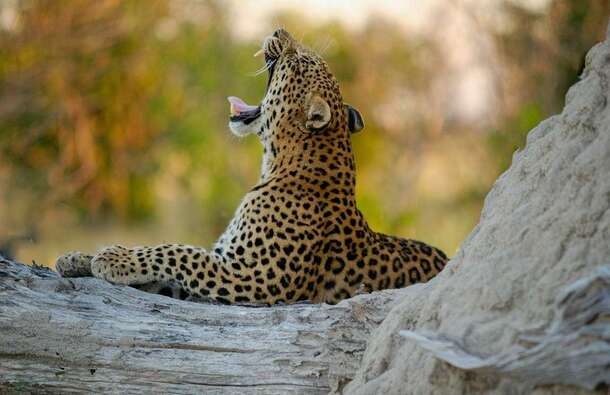 voyage photo botswana david henrot promo