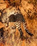 voyage photo botswana florian launette