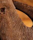 voyage photo botswana florian launette promo